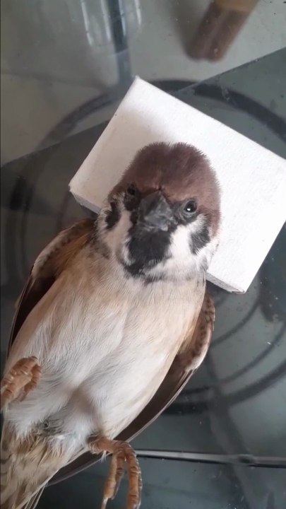 THE BIRD THAT CANT FLY