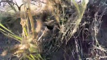 GoPro cai em ninho de cobras e o vídeo gravado é assustador