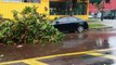 Árvore cai em cima de veículo estacionado na Rua Recife, no Coqueiral