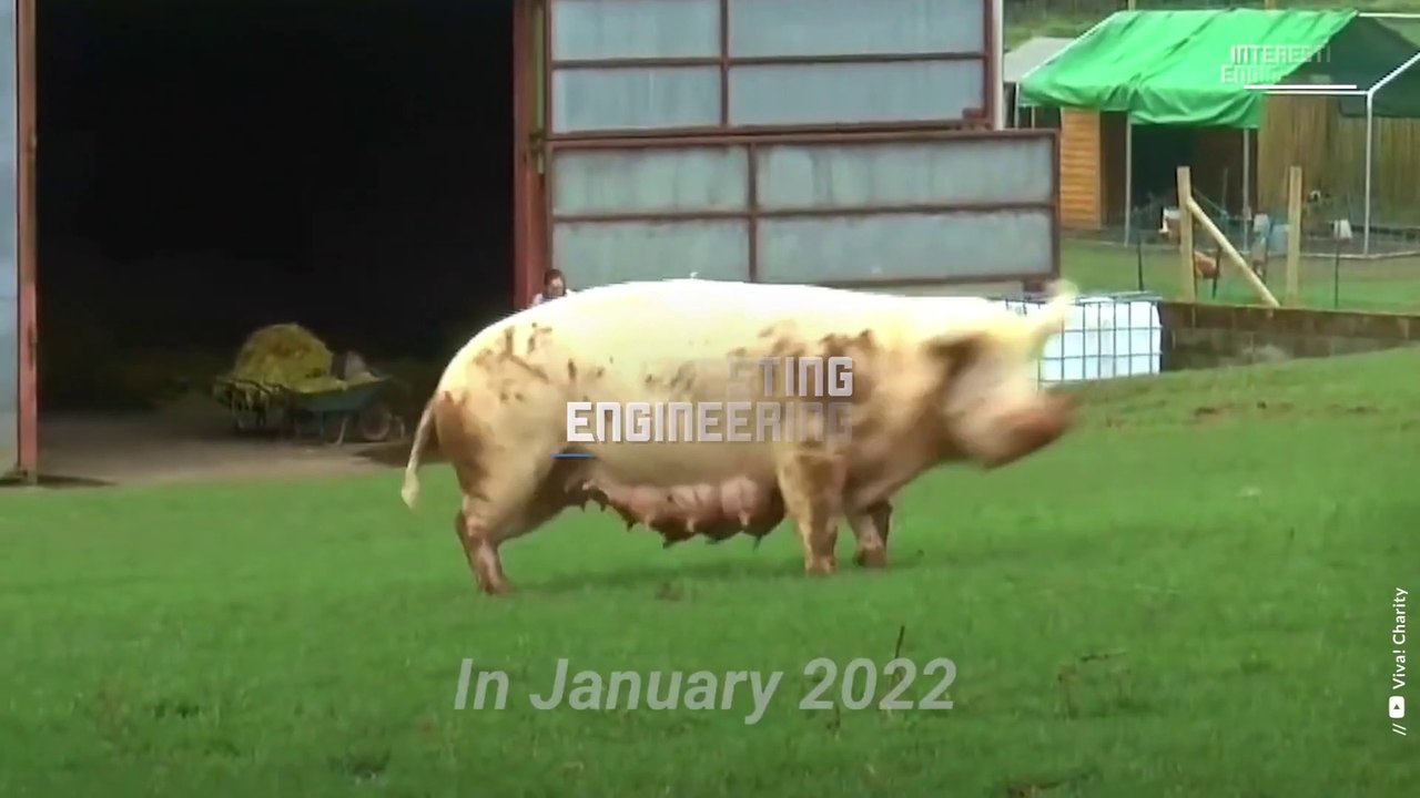 Why pigs could be the organ donors of the future