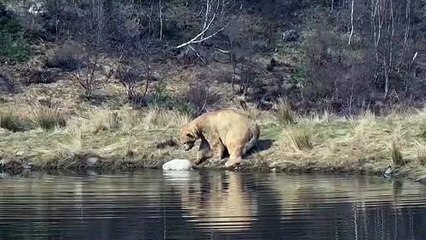 Introducing Brodie, the polar bear cub