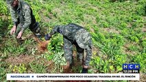 ¡Descubren plantaciones de coca y dos narcopistas en Colón!