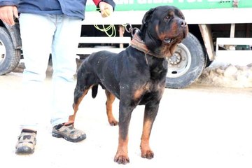 Sahibinden şiddet gören köpek yeni yuvasına kavuştu