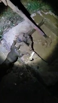 Animais são resgatados em situação degradante em sítio de Sete Lagoas