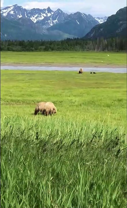 Brown bear