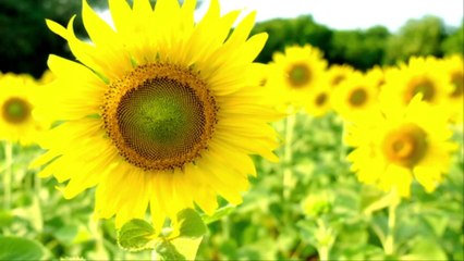 Rapeseed Oil Added to Foods Without Changing Labels Amid Sunflower Oil Shortage