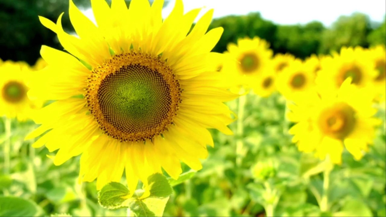 Rapeseed Oil Added to Foods Without Changing Labels Amid Sunflower Oil Shortage