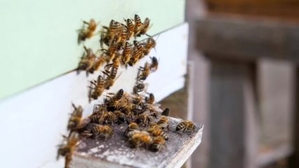 Warrnambool Standard Tower Hill Beekeeping