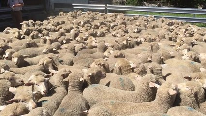 Lambs sold for $116.50