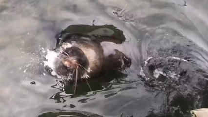 Warrnambool Standard - Rogue seal