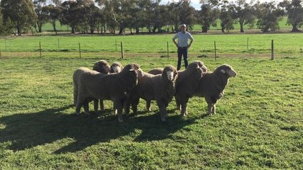 Poll Merino rams at Meadow View stud, Henty bred by Simon Bahr