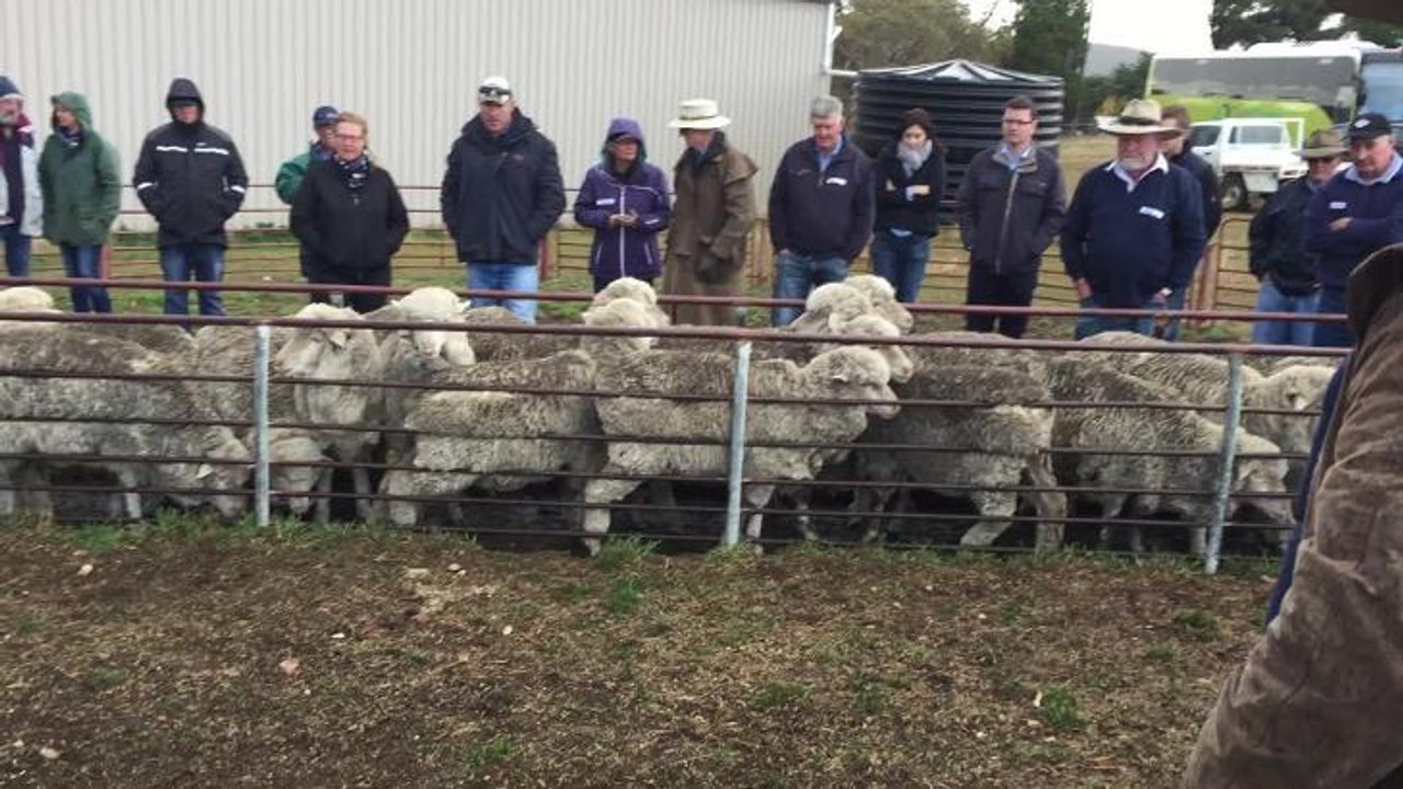 Merino ewes at "Rosemont", Berridale