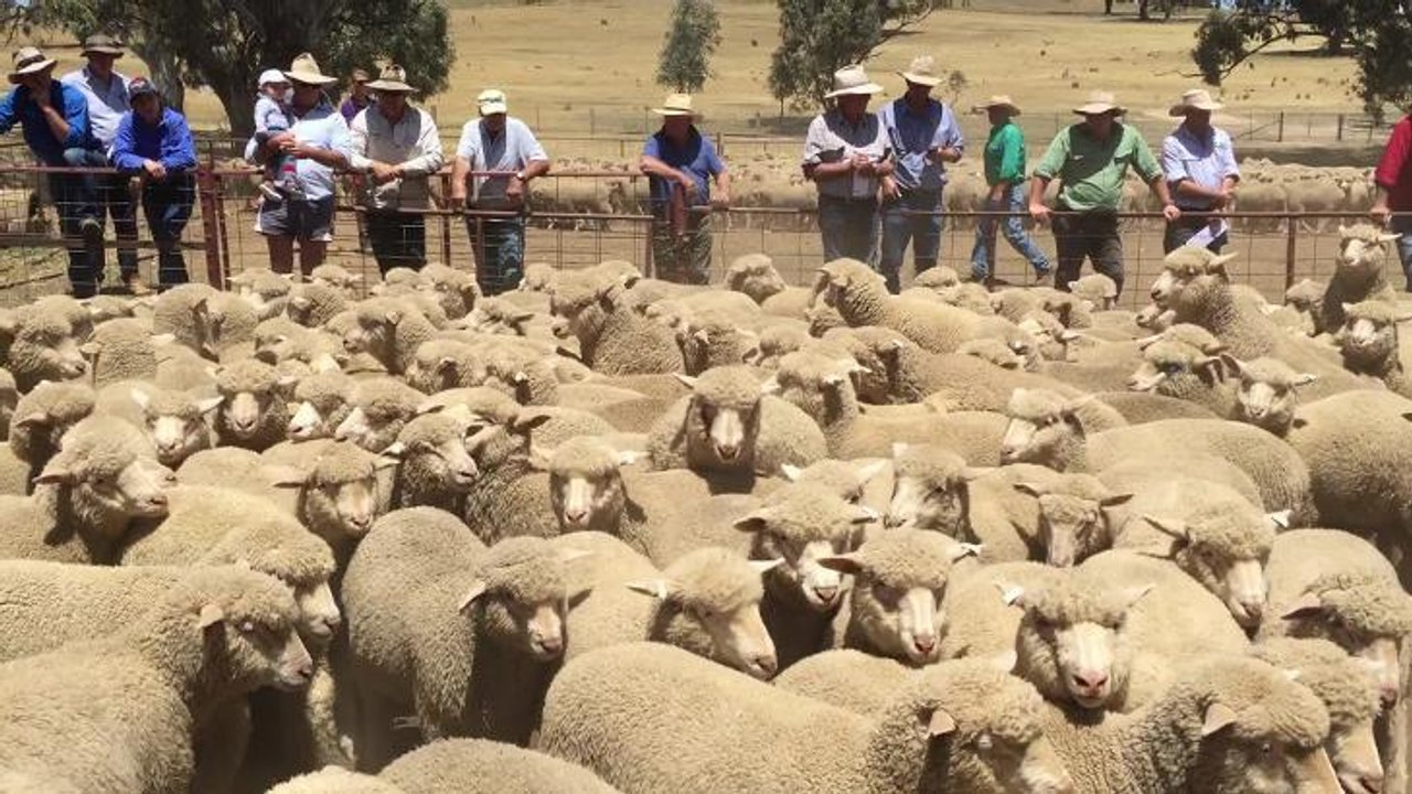 Lambs sold $127