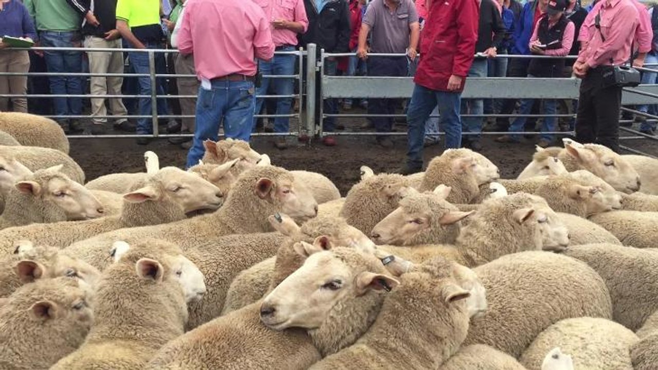 Ewes sold for $265