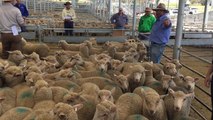 Lambs sold $116 at Yass