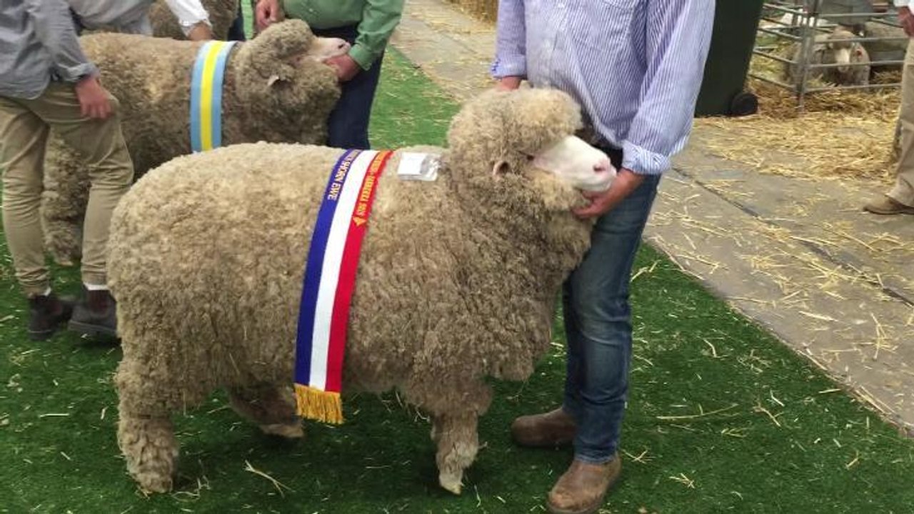 Simon Bahr describing champion fine/medum wool March-shorn ewe