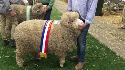 Simon Bahr describing champion fine/medum wool March-shorn ewe