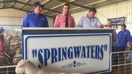 The Land SPRINGWATERS Poll Dorset ram sale 2018