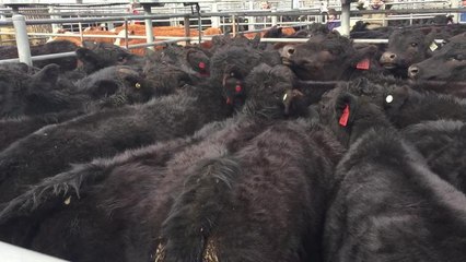 Angus steers sold $800