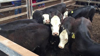 Nine black baldy heifers weighing 277kg sold for $930