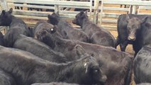 Campbell and Co sold 53 heifers for $740