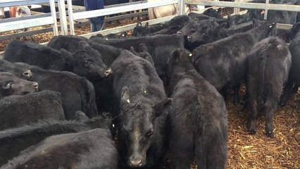 Angus heifers sold for $735
