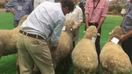 Judging Stonehaven Cup