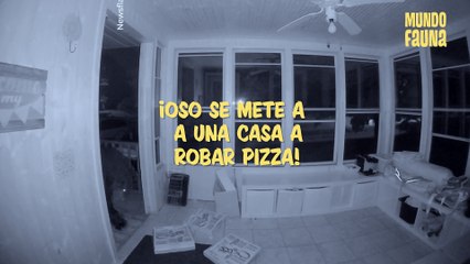 ¡Este oso se metió a una casa solo para comer pizza!