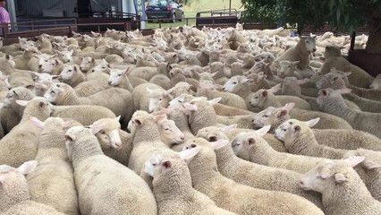 Aaron Mackay selling first pen for $136