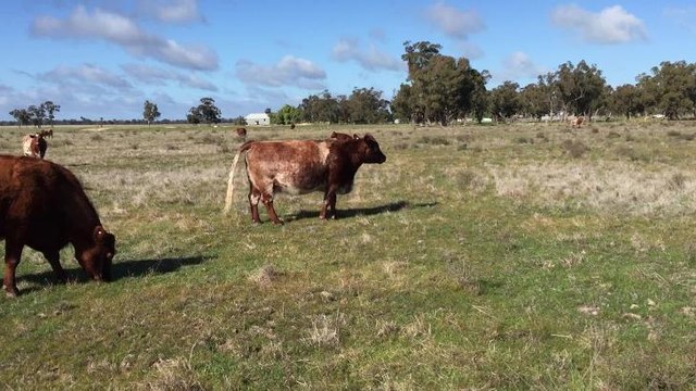 Amanda Barlow checking her Shorthorn cows on the point of calving