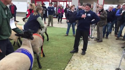 Andrew Frick judging Suffolks