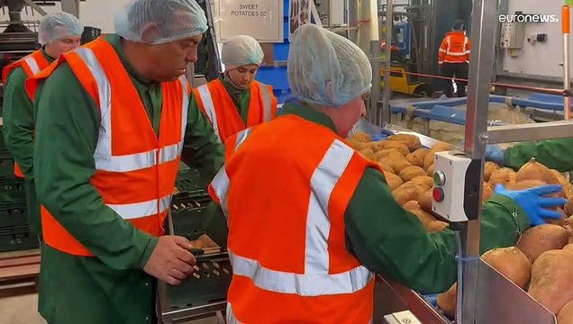 Нарциссы останутся на полях