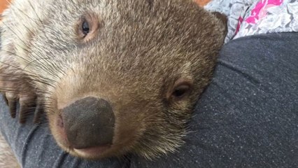 Trial to cure itching wombats a success