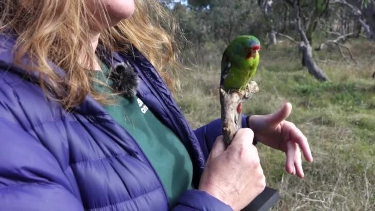 Swift parrot