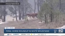 Forest Service to remove hundreds of feral horses in Alpine
