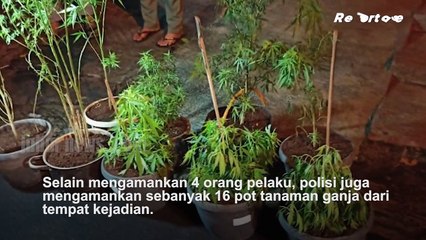 TANGKAP PEMILIK GANJA DI SUKABUMI, POLISI TEMUKAN BELASAN POHON GANJA DI DALAM POT