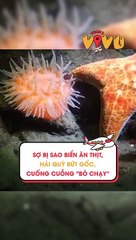 Sợ bị sao biển ăn thịt, hải quỳ bứt gốc, cuống cuồng 'bỏ chạy'