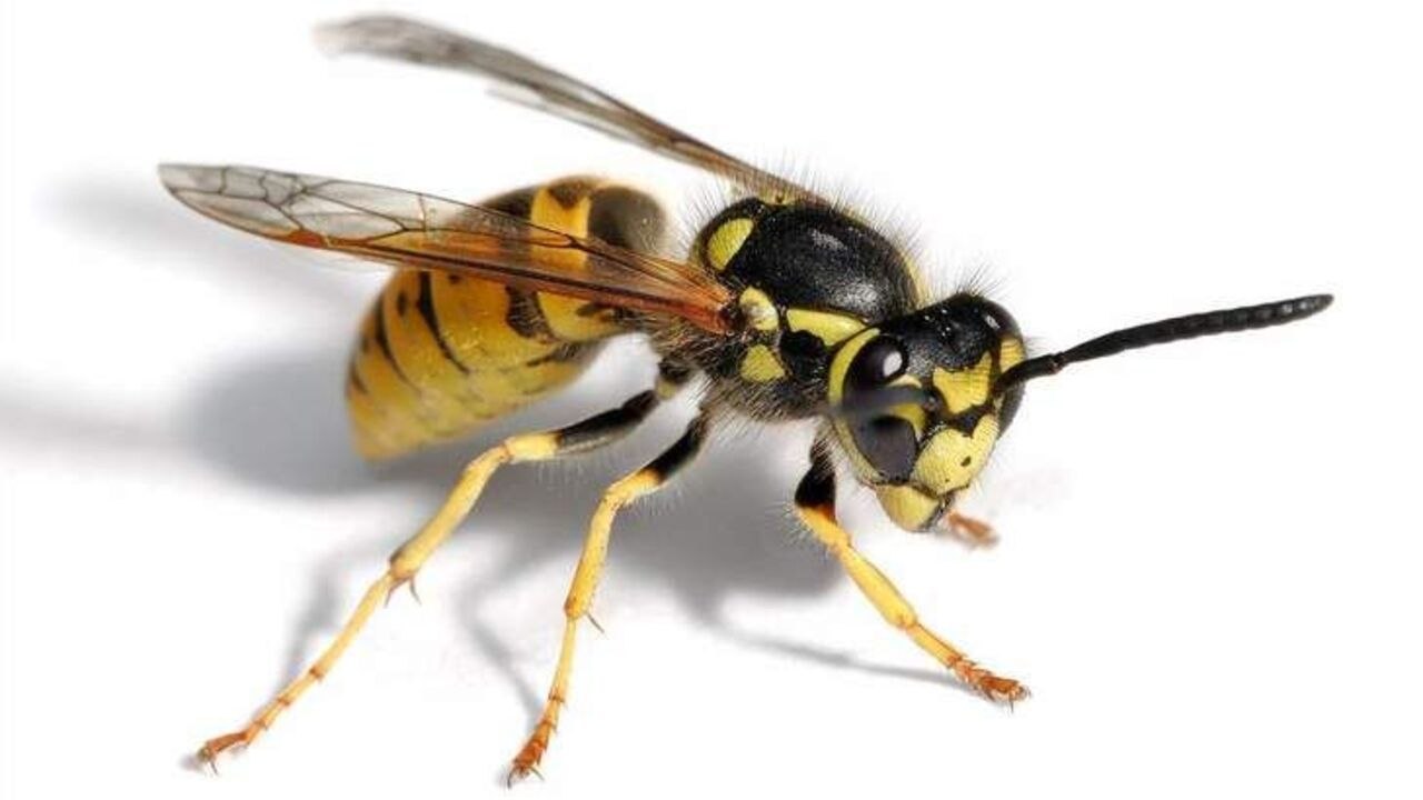 Wasps on the move