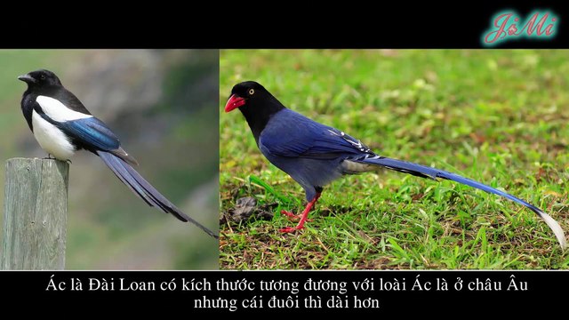 Ác Là Đài Loan | Loài Chim Tuyệt Đẹp Tấn Công Và Ăn Cả Các Loài Rắn Độc