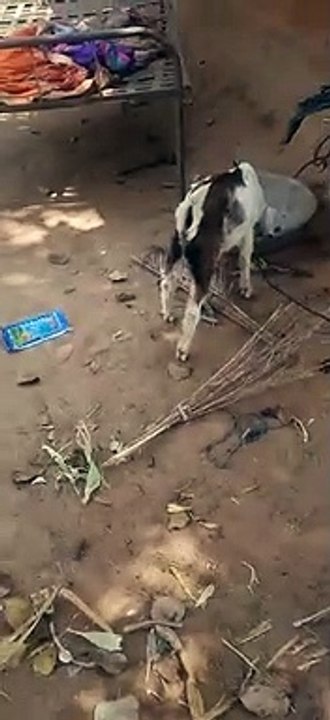 Gujarat News : जांच से नाराज ग्रामीण ने बिजली कर्मचारी के साथ किया ऐसा व्यवहार, दंग रह जाएंगे आप
