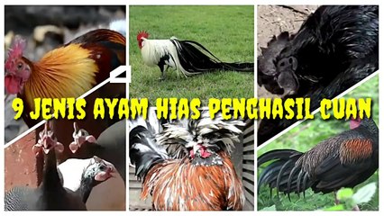 ayam hias penghasil cuan sangat cocok dibudidaya