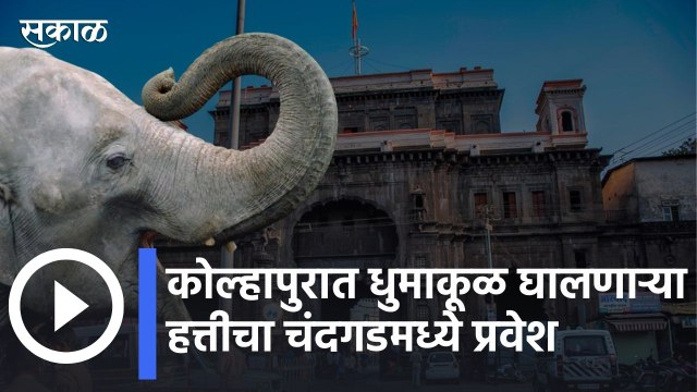 Kolhapur News | कोल्हापुरात धुमाकूळ घालणाऱ्या हत्तीचा चंदगडमध्ये प्रवेश | Sakal |