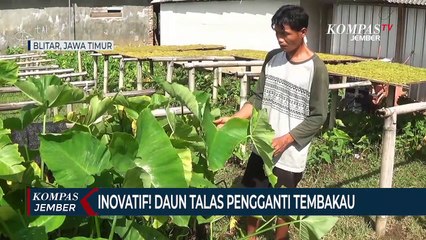 Inovatif! Daun Talas Disulap Jadi Pengganti Tembakau