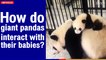 How do giant pandas interact with their babies? | The Nation Thailand