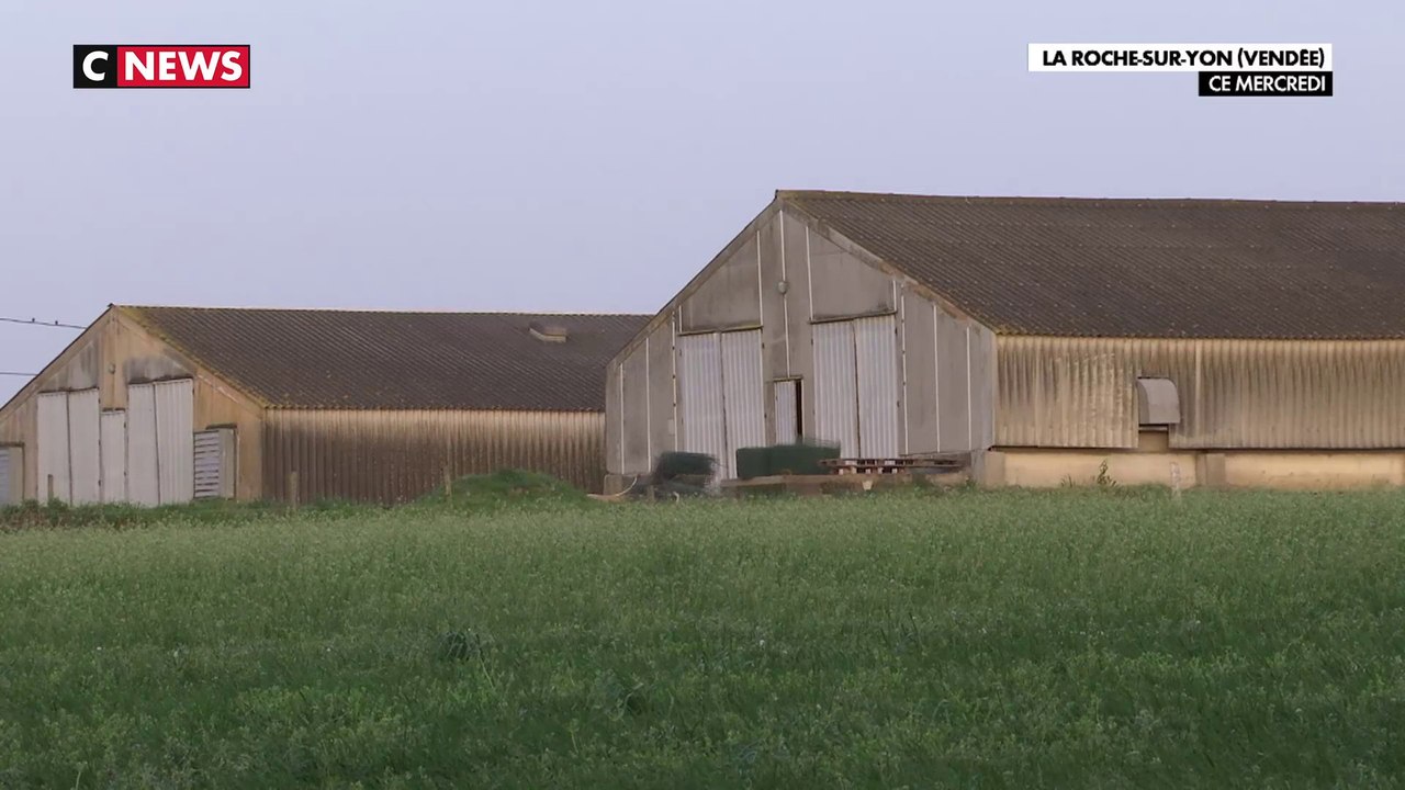 Grippe aviaire : inquiétude après la recrudescence du virus