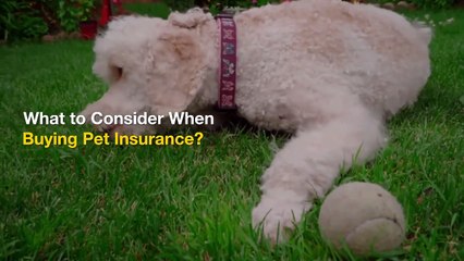 Randon Morris - Is Pet Insurance Worth it