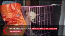 Miris! Detik-detik Penggerebekan Tempat Jagal Anjing, Sejumlah Anjing Mati di Kandang