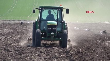 AYÇİÇEĞİ EKİMİNE HAZIRLANAN ÜRETİCİ, REKOR VERİM BEKLİYOR