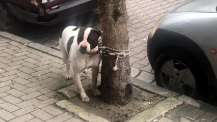 AVCILAR'DA PİTBULL, BAHÇEDEKİ KÖPEĞE SALDIRDI