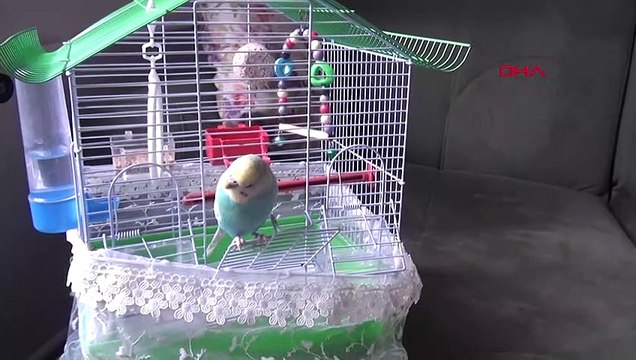 Karadeniz bu fanatik Trabzonsporlu kuşu konuşuyor: O sene bu sene